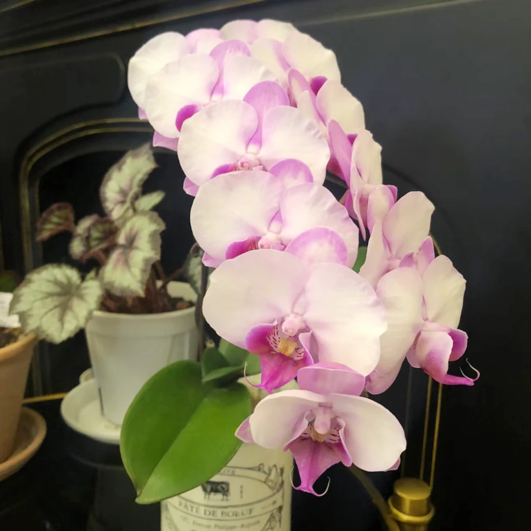 花花喜大王蝴蝶兰豆蔻佳人3.0寸杯根好苗壮叶子油绿 剪自然梗无花