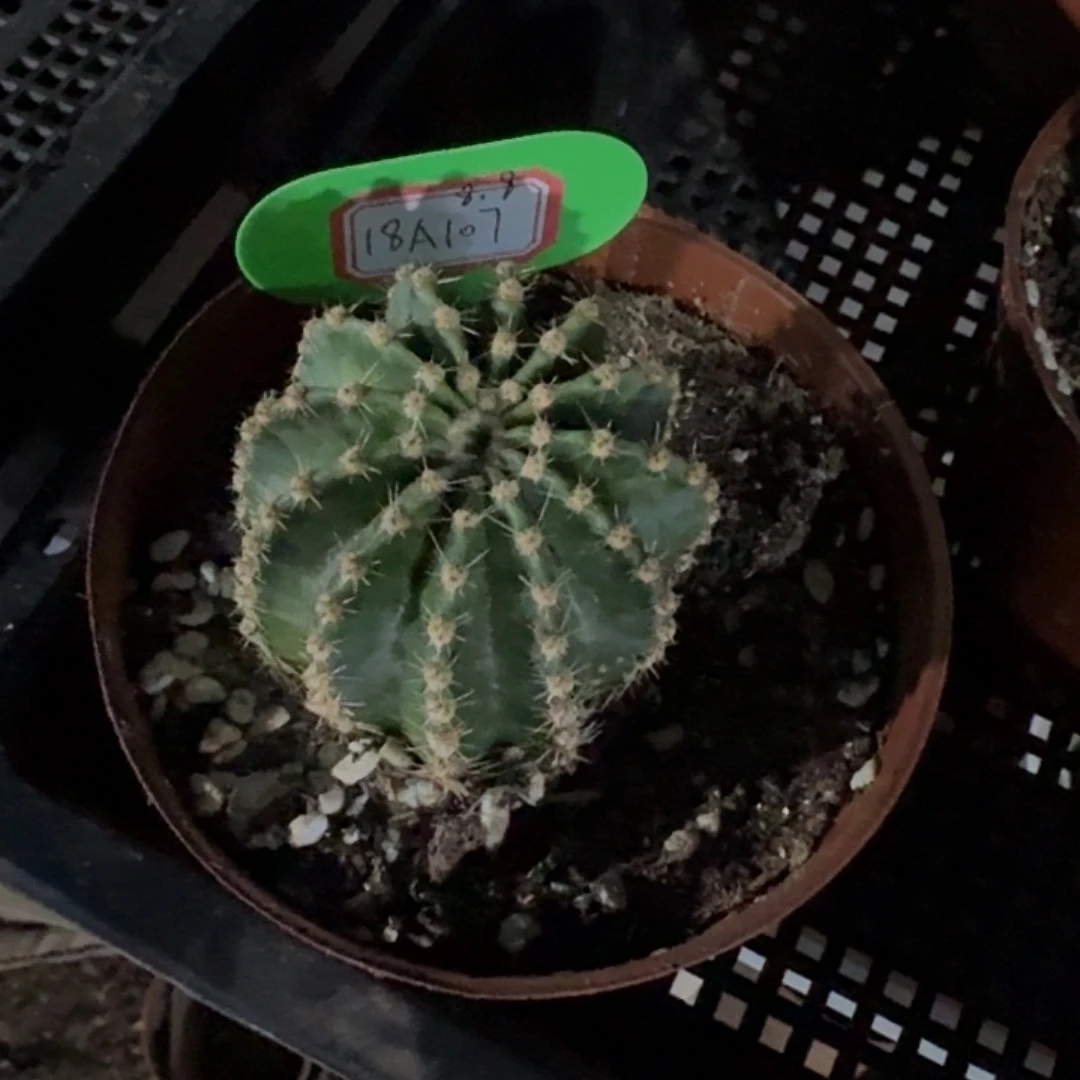 淡****18A107侧牙仙人球一颗