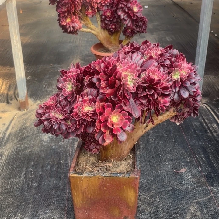 美杜莎缀化3-8-2