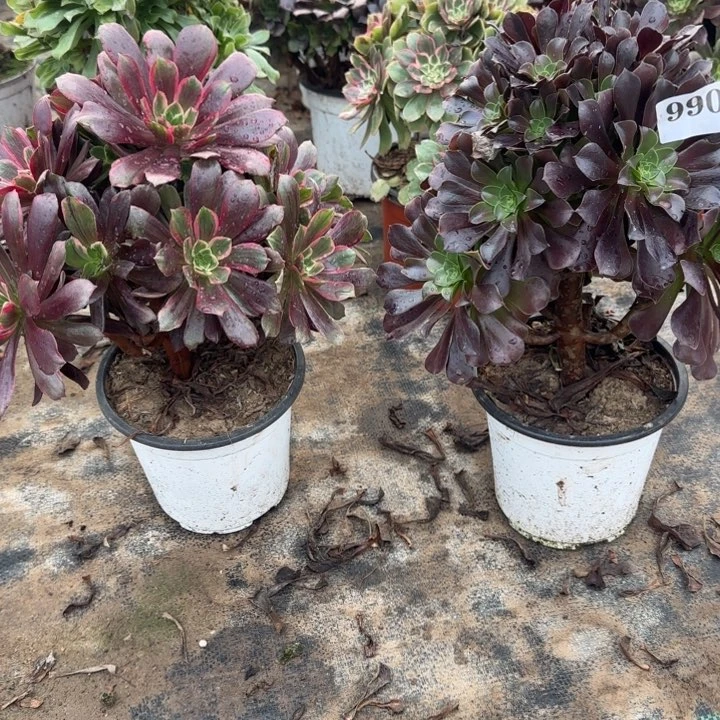 990欧紫➕赤霞飞包邮。