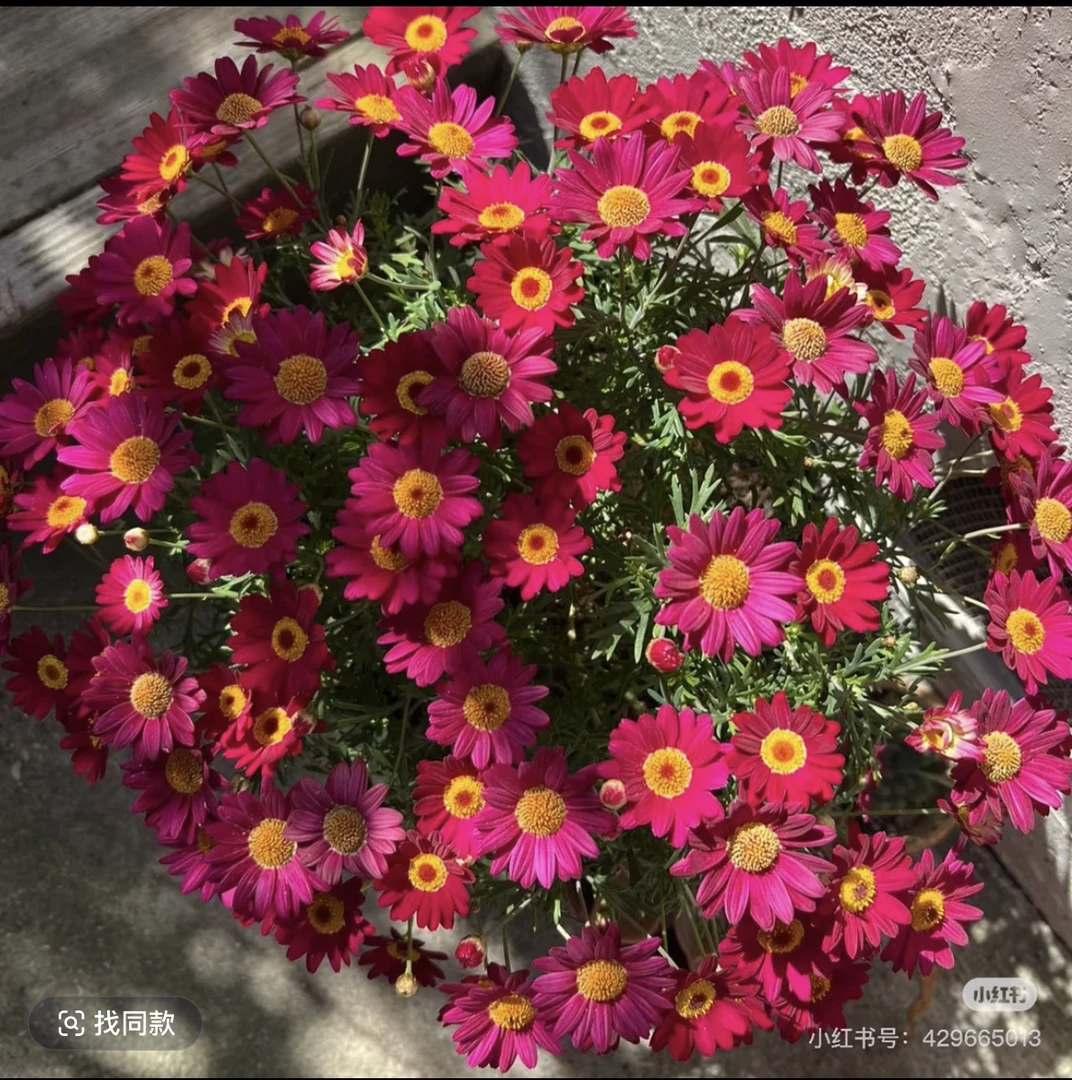 大眼睛玛格丽特盆栽多年生耐寒庭院阳台四季开花植物