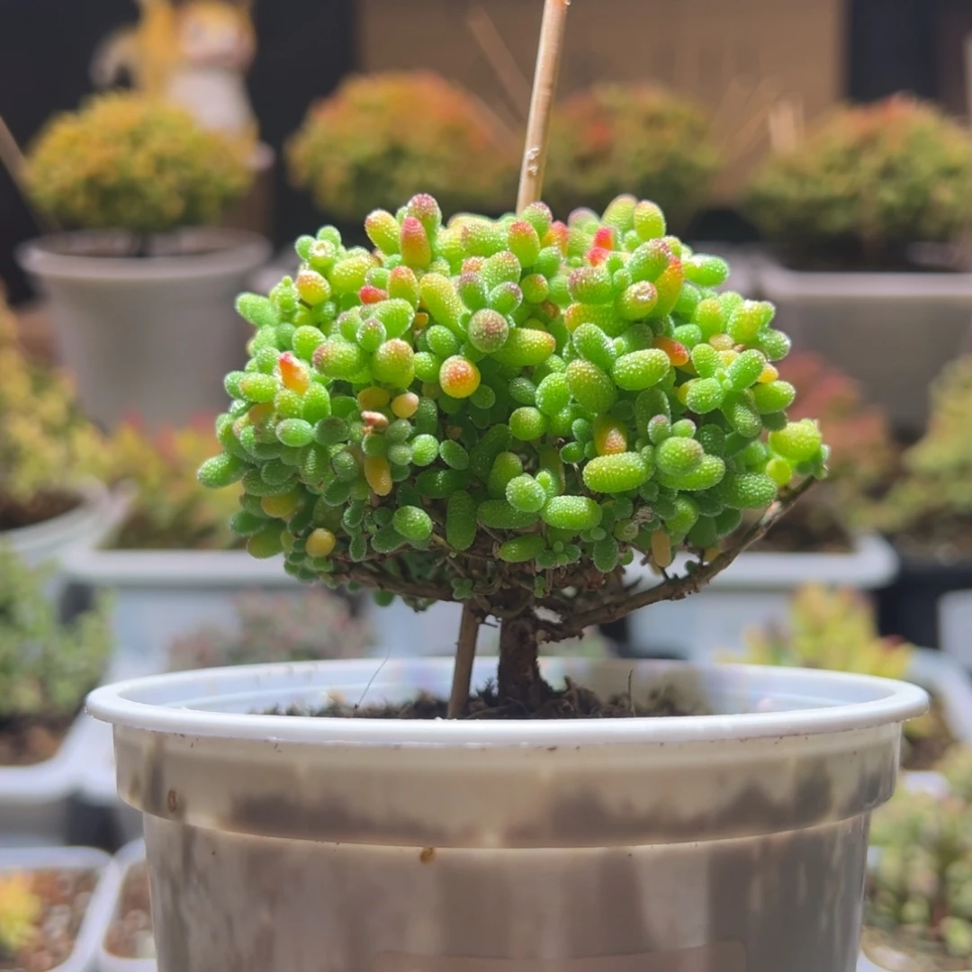 272金桔一物一拍包开箱