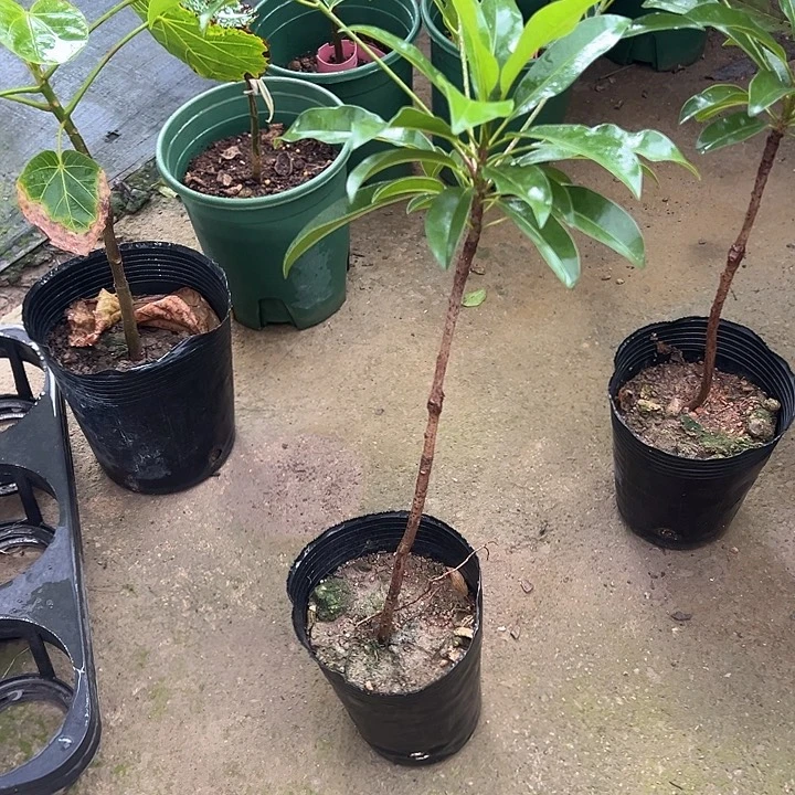 进***取天使25698536636524