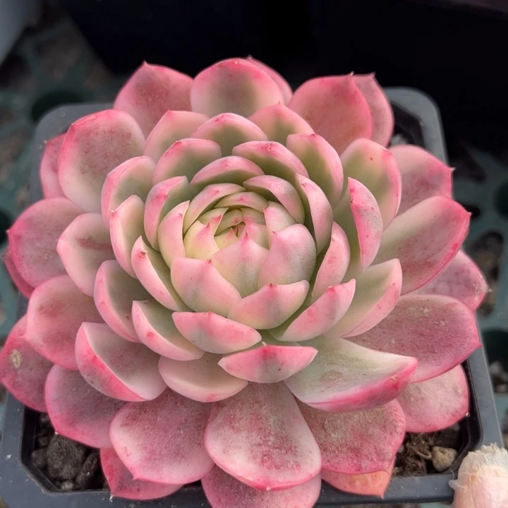 粉水晶锦一物一拍锦龙