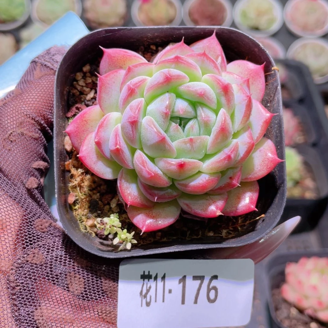 花利美11-176白桃汽水