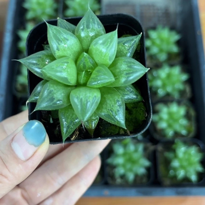 玉露寿原盘多肉植物