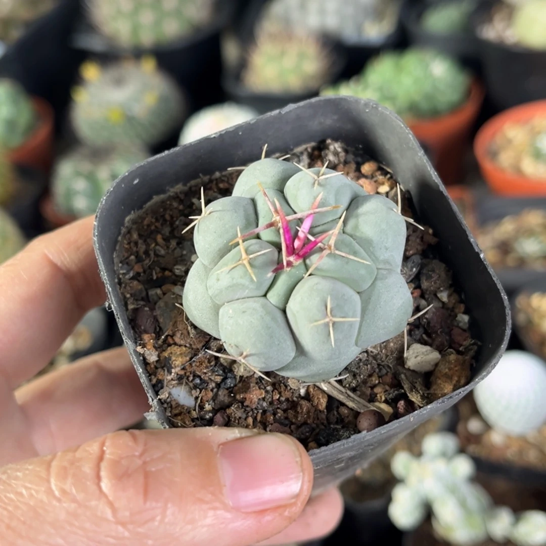 爱***集仙人球一物一拍实生