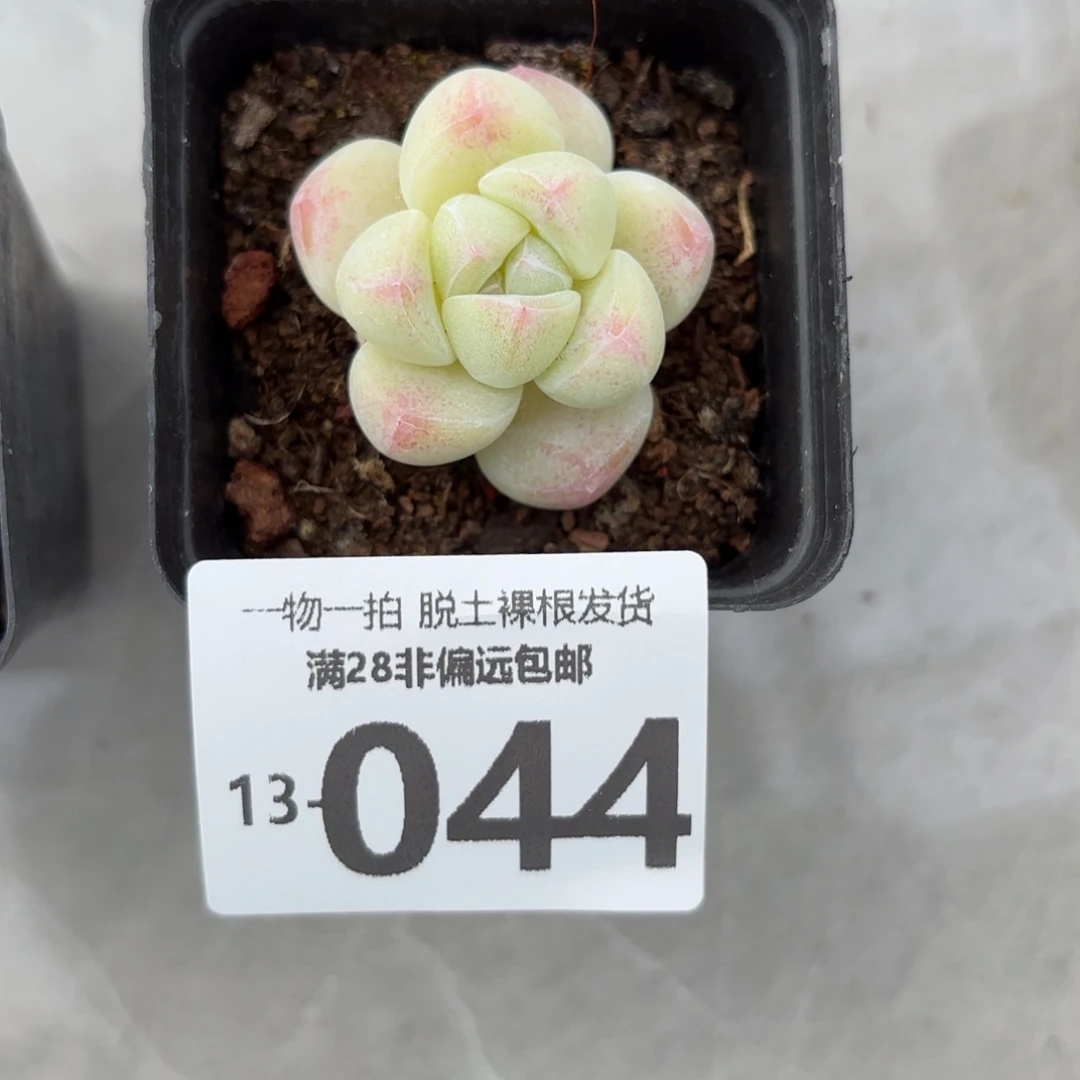 冰玉单头多肉多肉