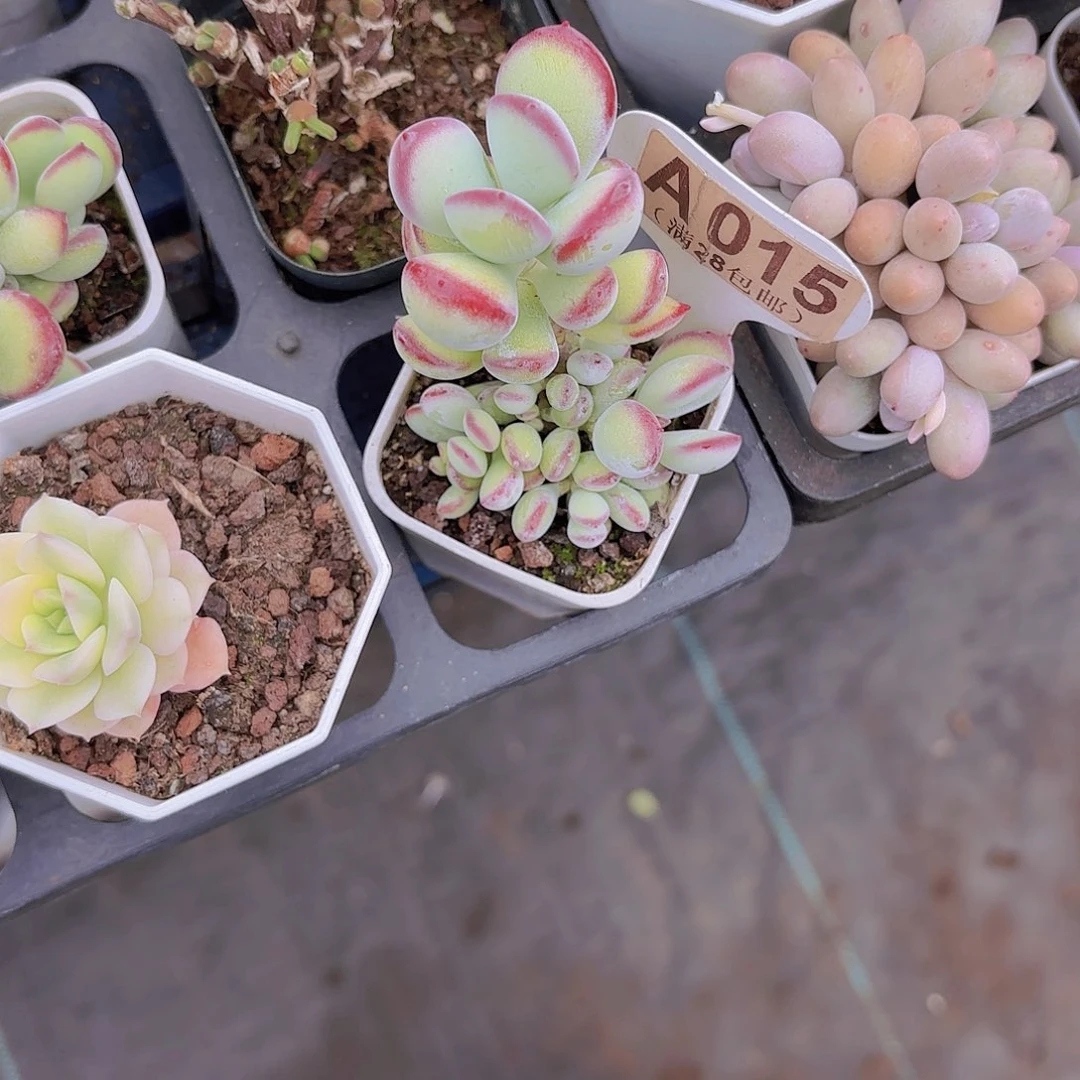 棒*糖A015哪吒一物一拍