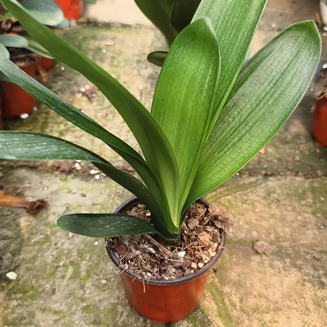 呢***呢完全开放巨大轮苗一颗拍品