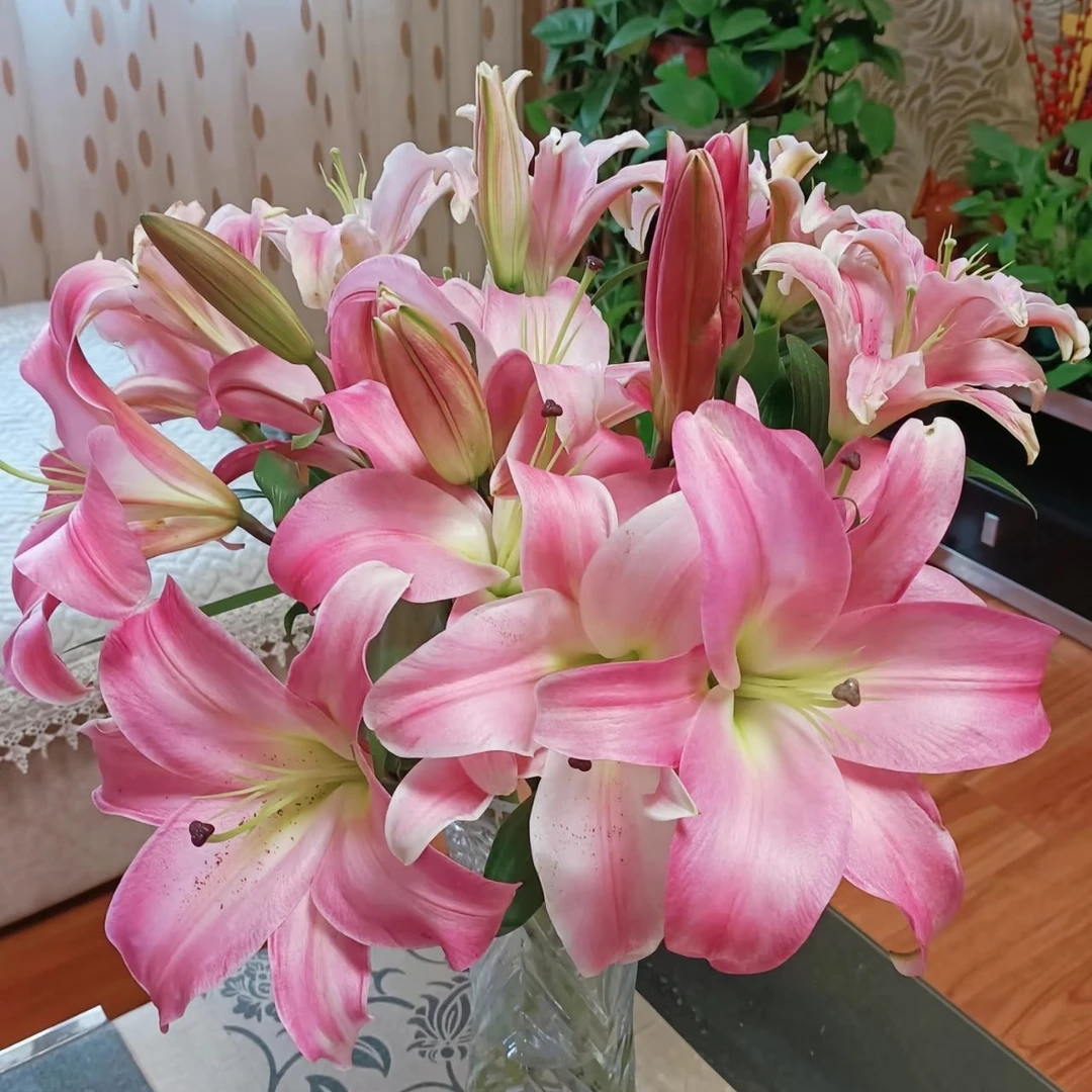 (麦当娜)淡香型百合鲜花东北基地直发顺丰包邮