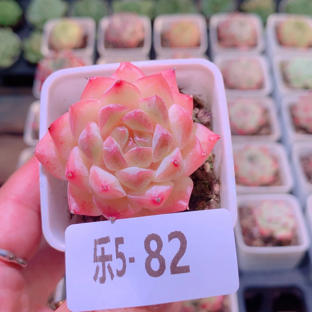 乐然5-82 明月心