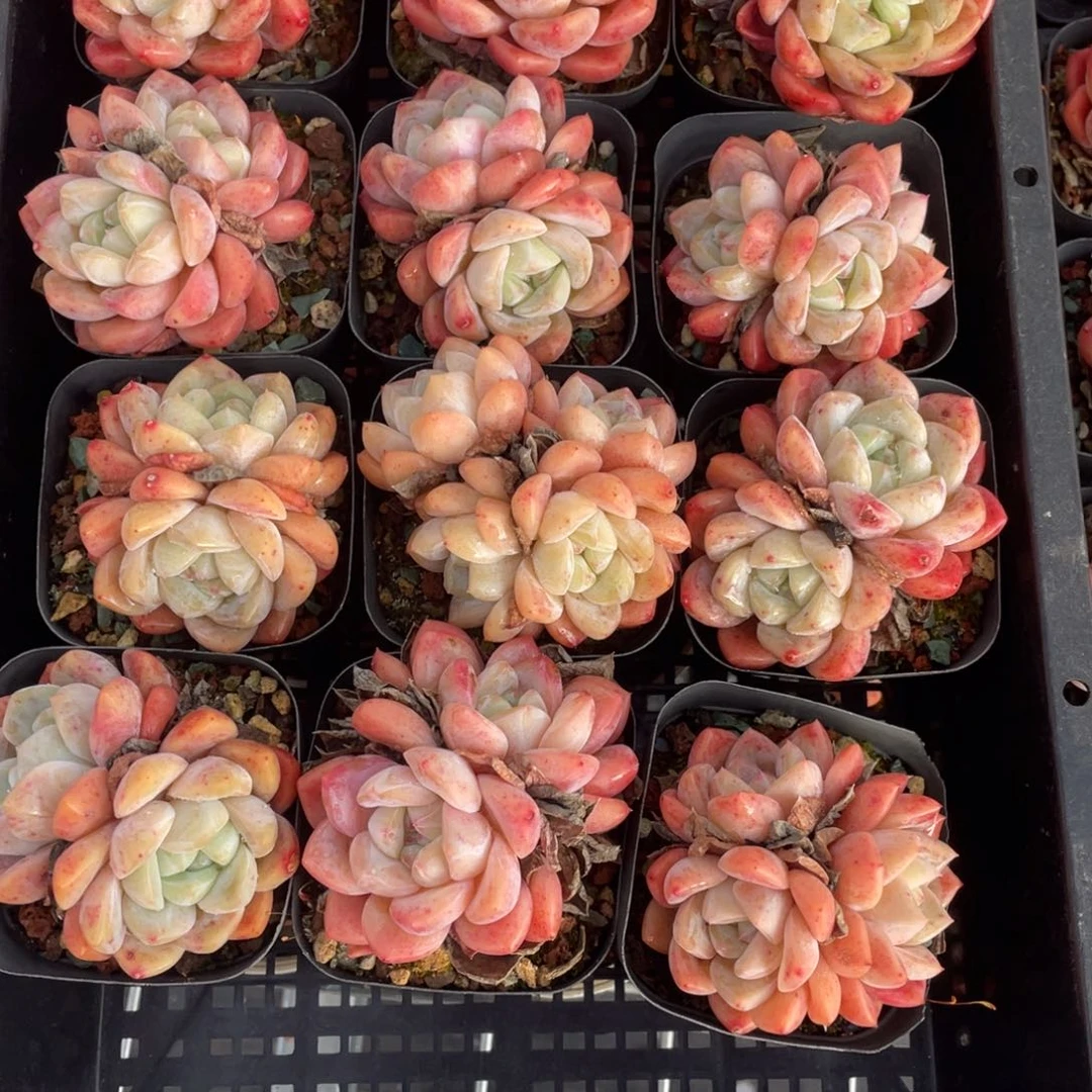 多肉植物十二个精品031