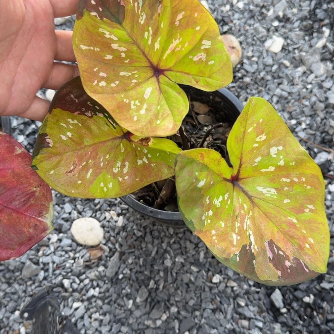 无花朵杰克丹尼c079