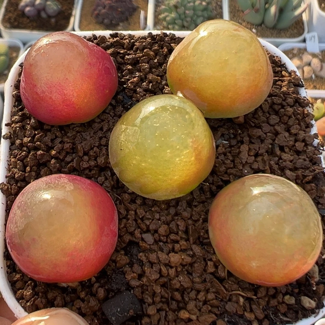 25多肉植物百科植物