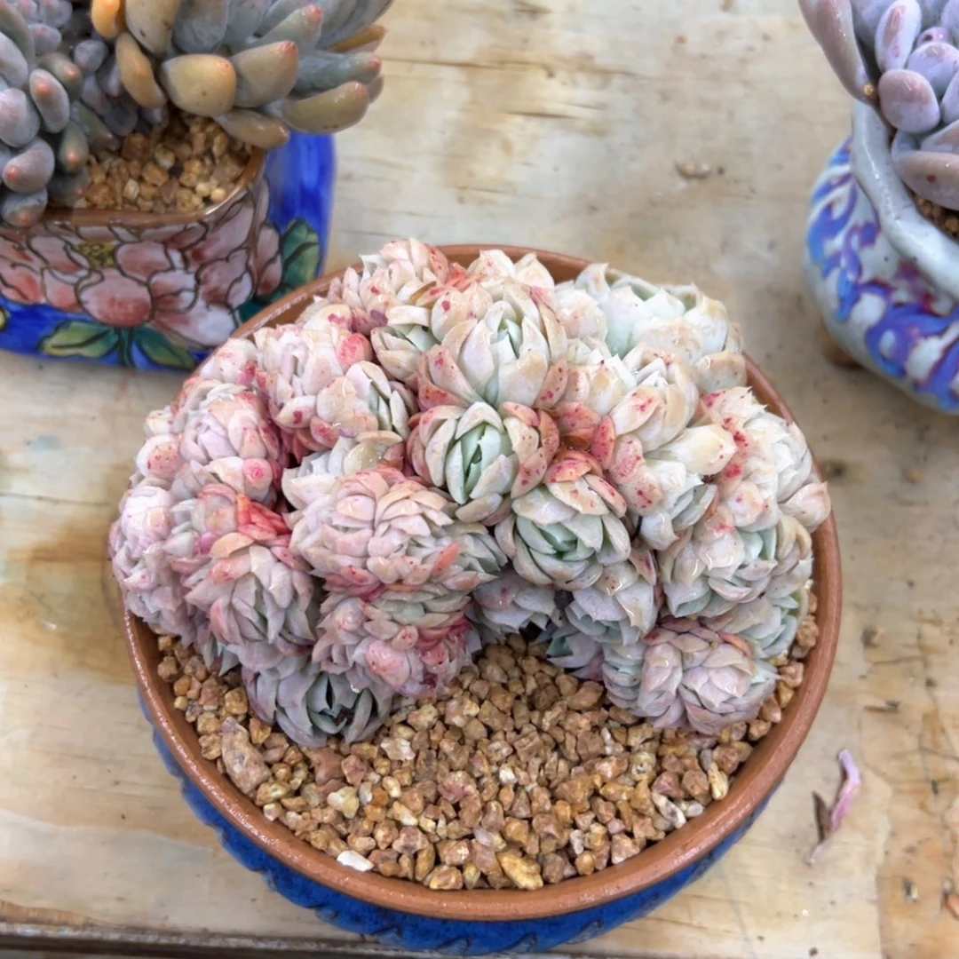 贝瑞18 零零多肉植物