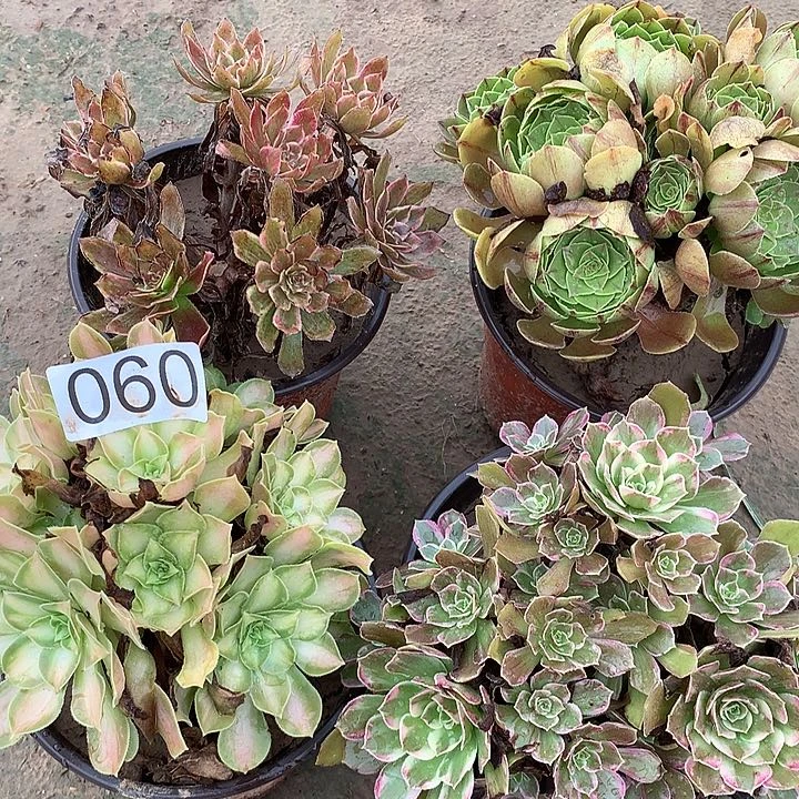 无花朵060四颗多肉植物组合