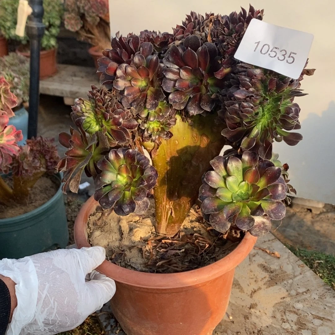 晚霞缀化1颗多肉多肉10535