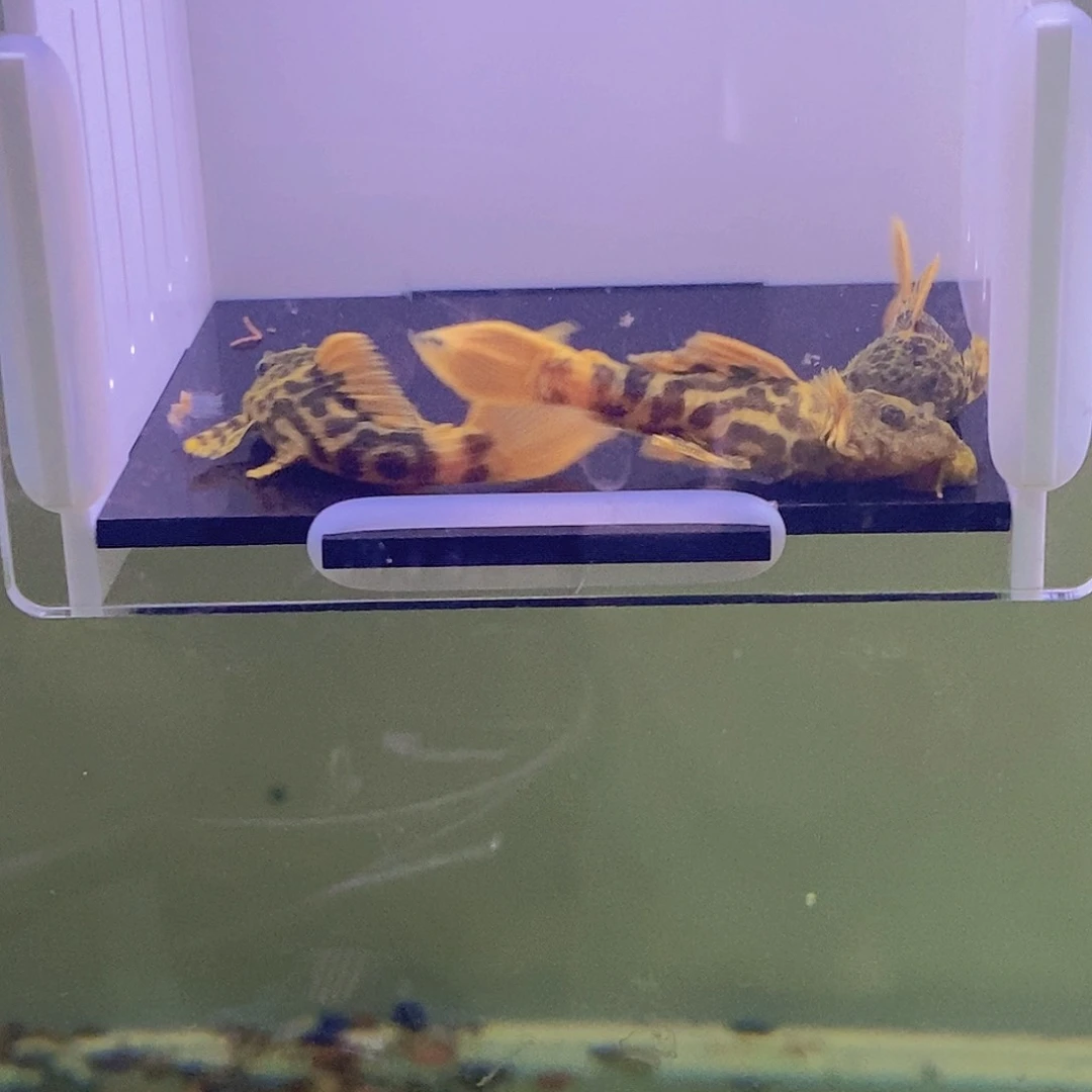 海水鱼练手微瑕600异型5号