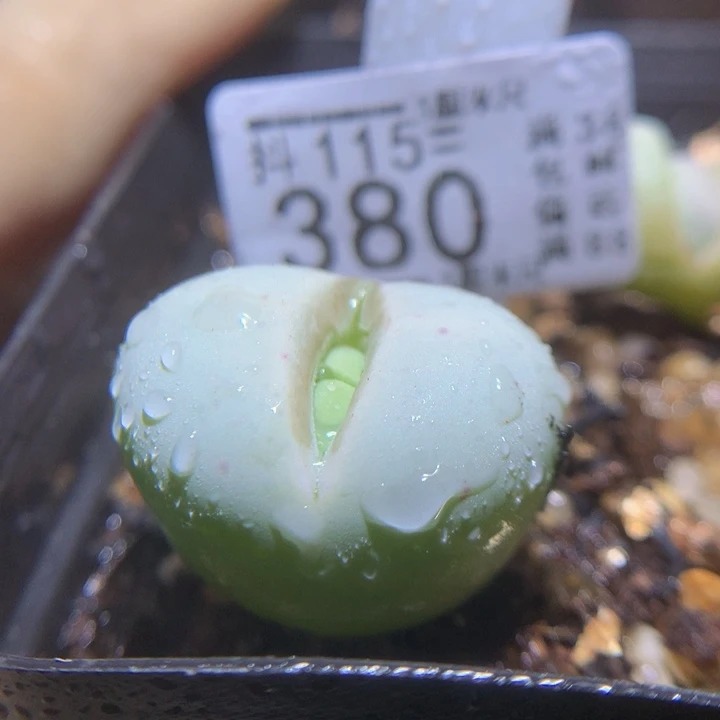 精品生石花115.380