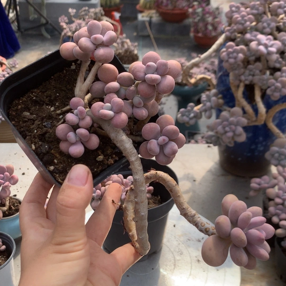 永***爱桃蛋老桩不带盆30号