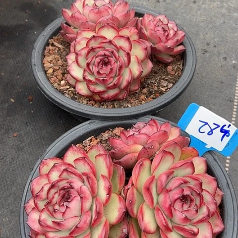 28万宝带盆一个多肉