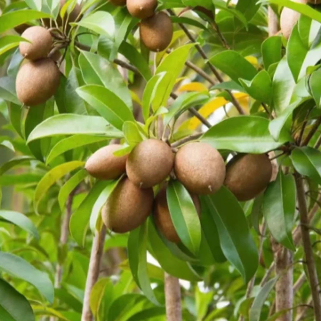 大果软枝人心果树苗无酸产量高四季品种原土带叶
