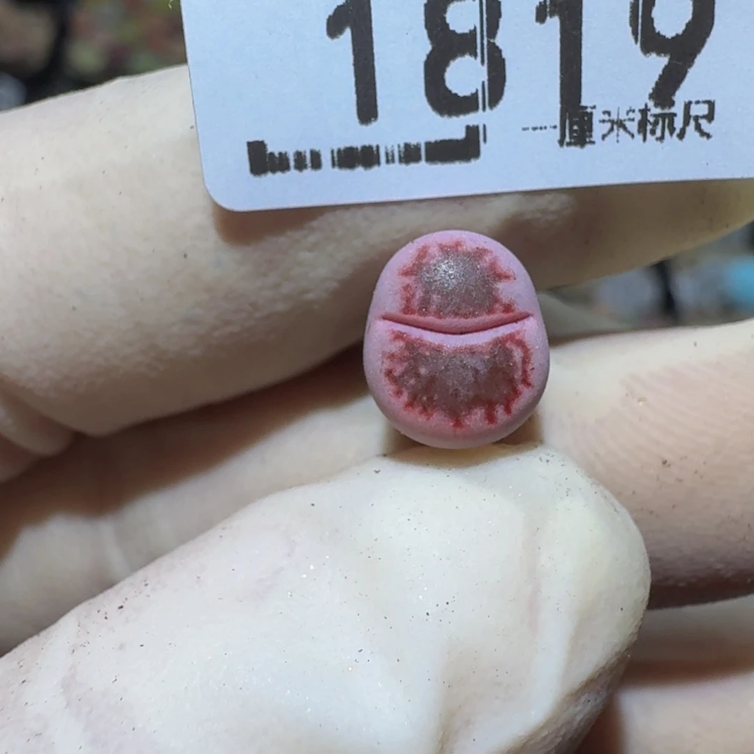 小***乖ZzzZzz生石花肉锥1819