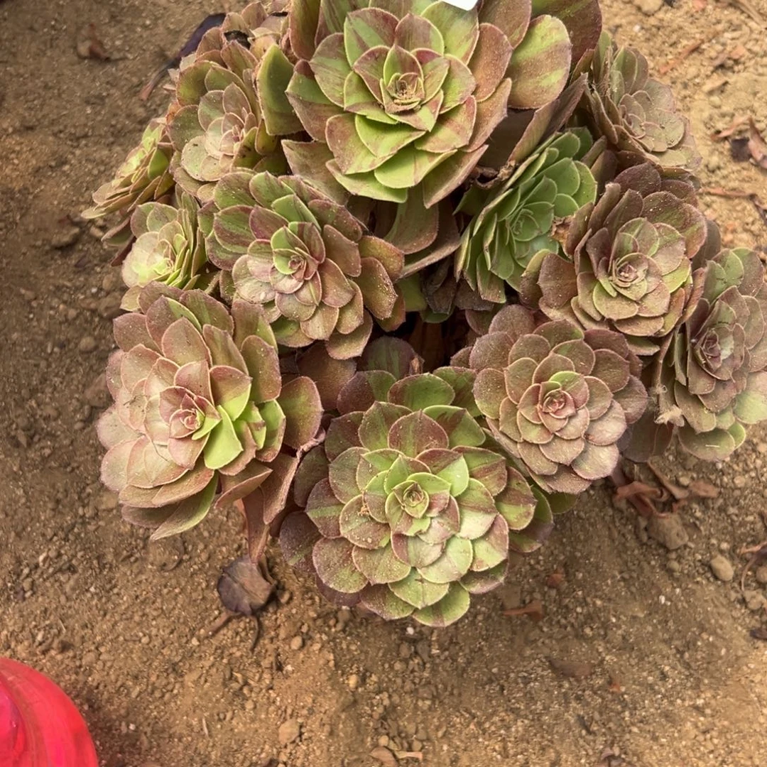 487多肉   花月夜  不包断头