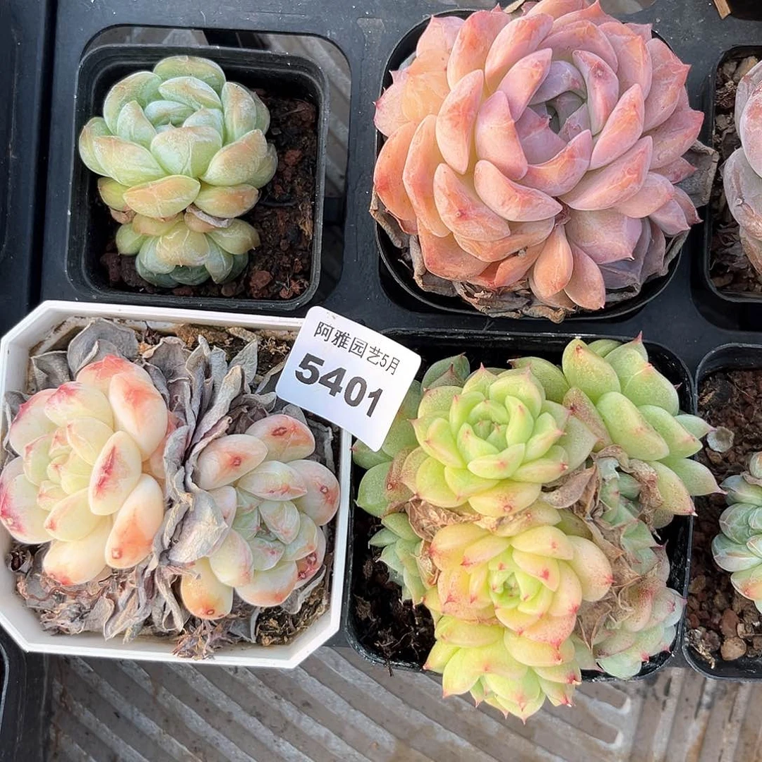 阿雅园艺。      5401