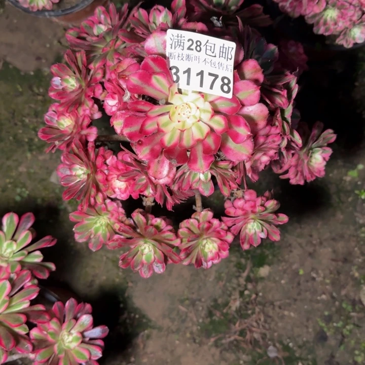 37718同白多肉植物