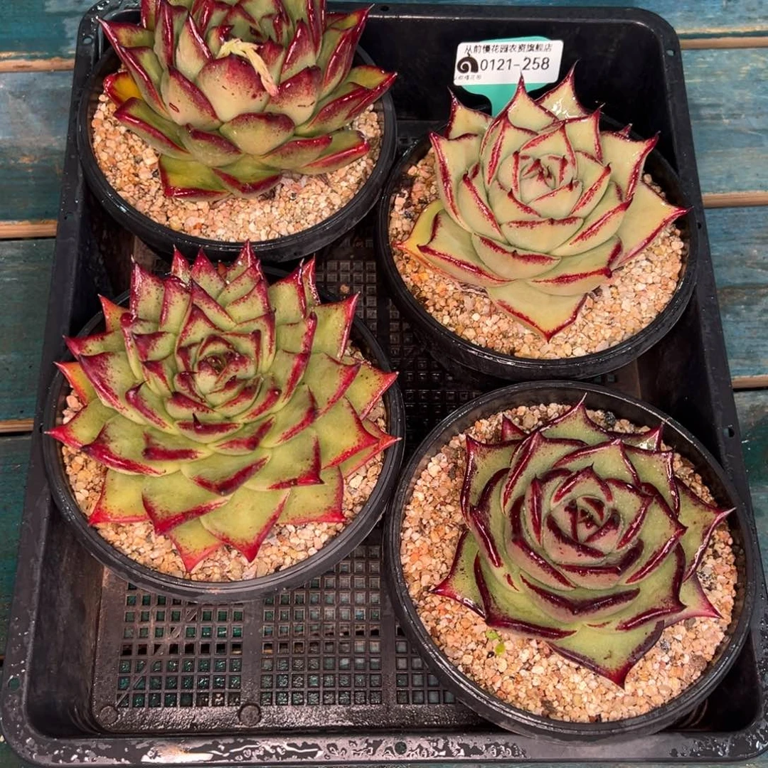 从前慢多肉精选编号0121.258