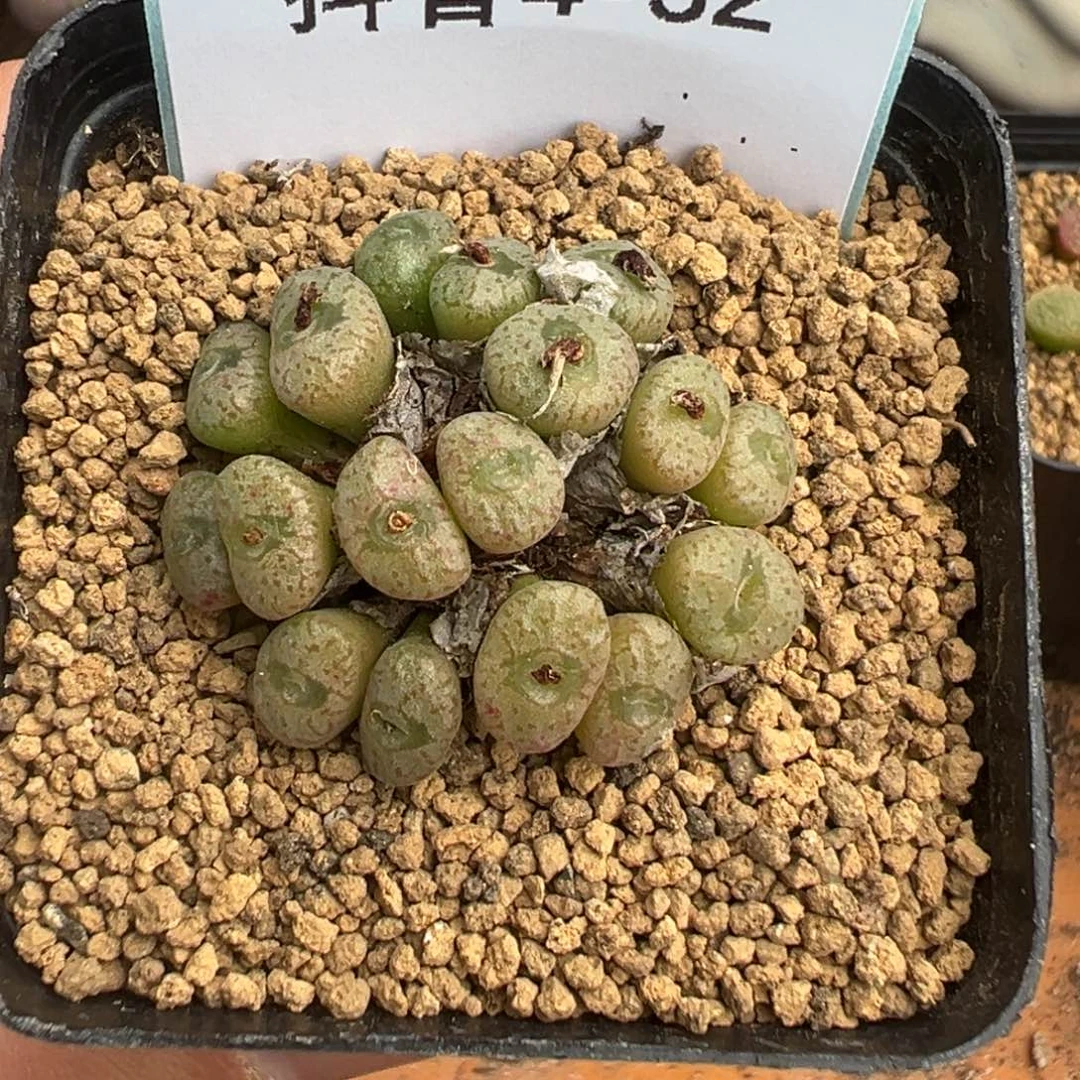 4-32肉锥多肉植物，