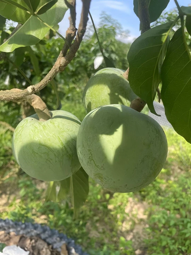 一物一拍大型绿植链接