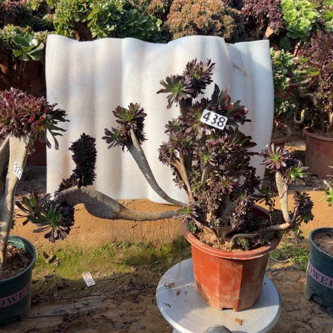 有伤黑缀438冠服47厘米