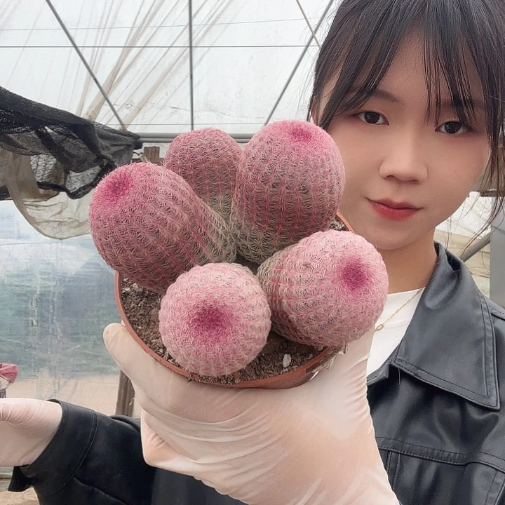 五头红太阳1111111111