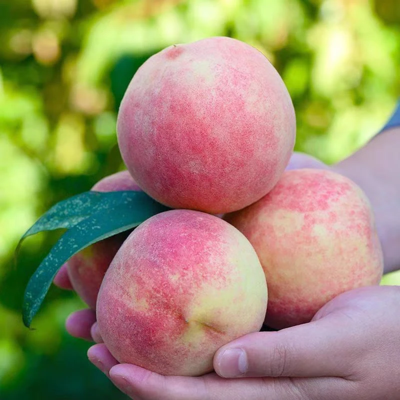 湖北水蜜桃脆桃新鲜水果脆甜毛桃现摘现发果园直发