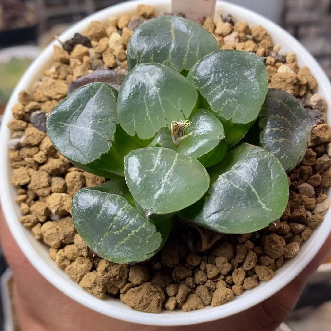 776姬翠寿一物一拍