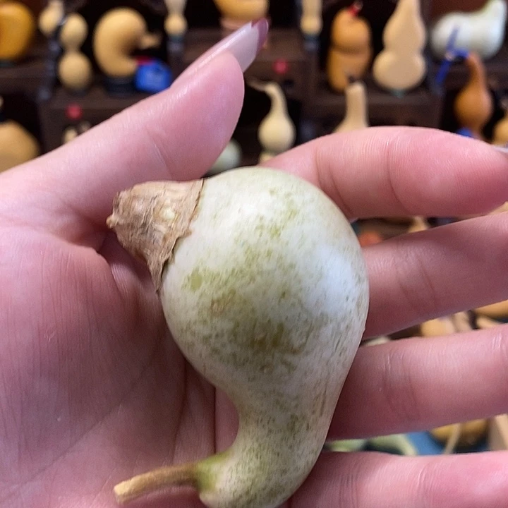 腰子异形全品无暇