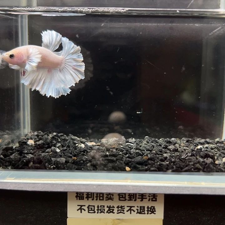 斗鱼竞拍跑单拉黑31日22