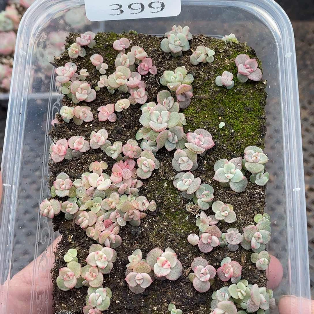 云糖心多肉植物399