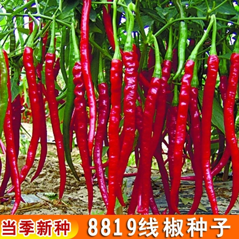 8819线椒种子超辣高产瀑布辣椒二荆条长四季种籽盆栽南方种苗蔬