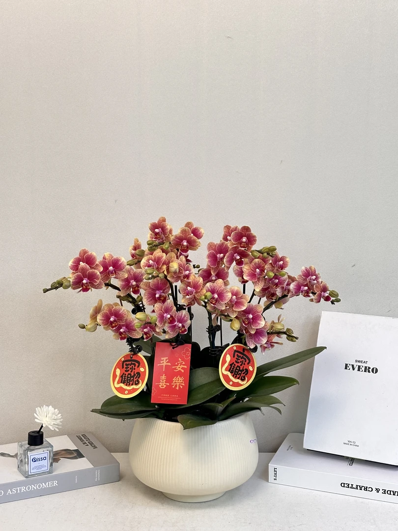 蝴蝶兰【聚宝盆】真花送人送礼必备耐寒四季花卉开花多样性发货