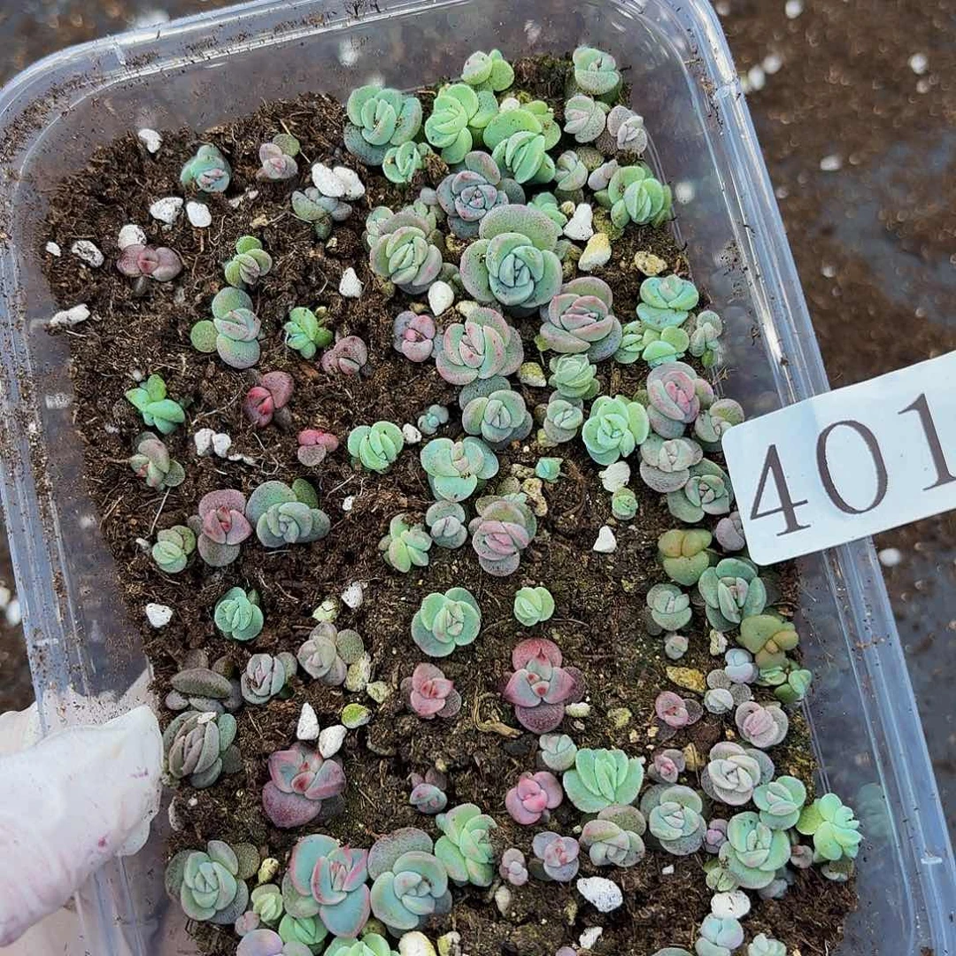 向**生多肉植物多肉植物401