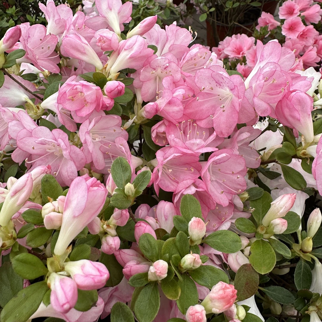 虹越 |东洋鹃“梅花茸”杜鹃花色明艳花大花园多季开花杜鹃专场