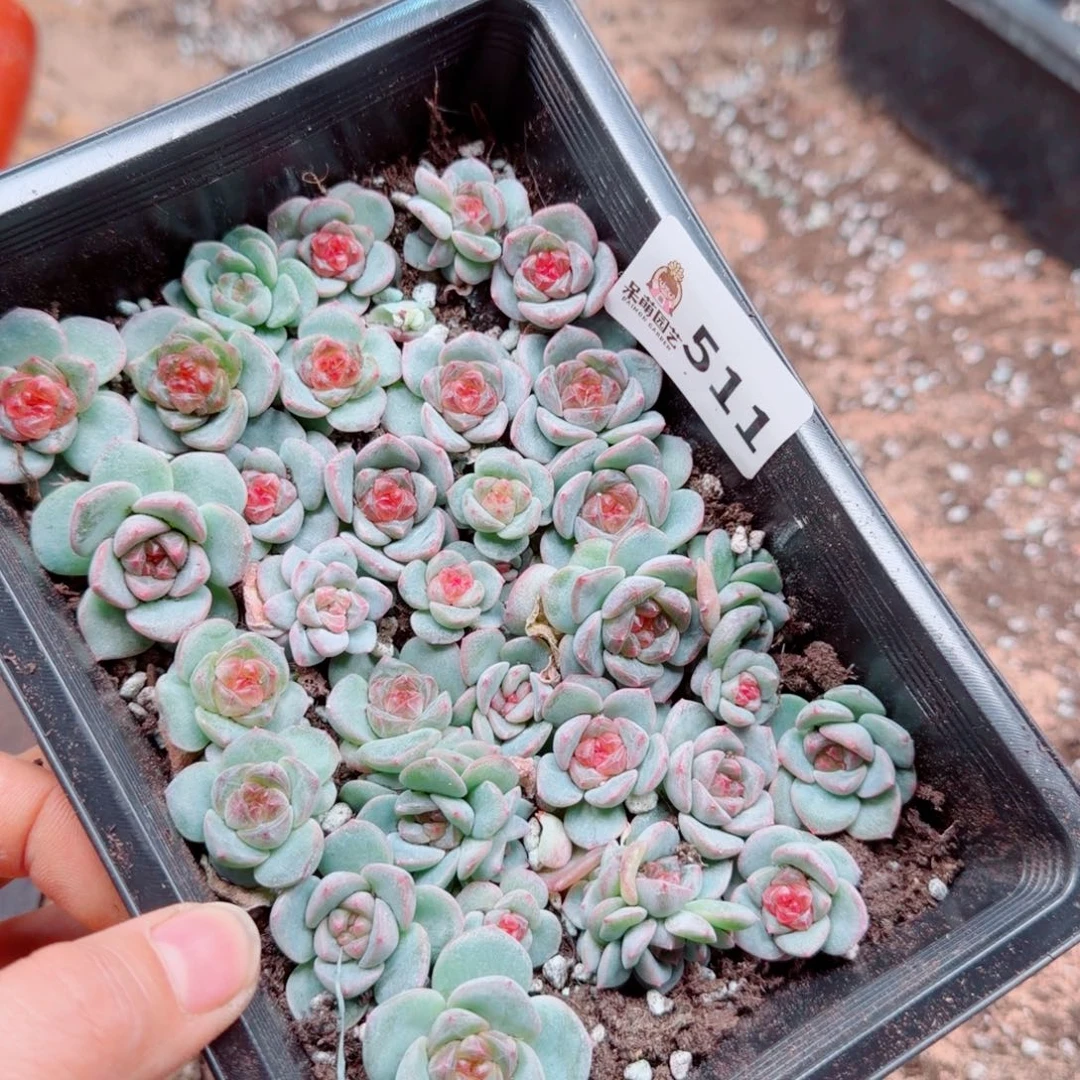 泡***x多肉植物多肉植物