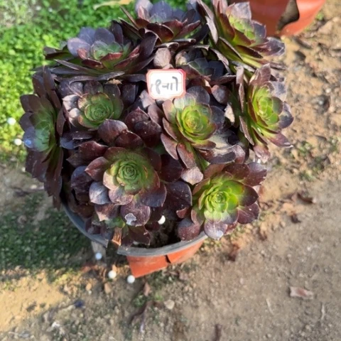 18-117赤焰莲朵朵多肉植物