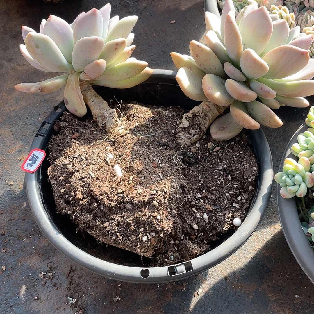 1182奥普 一物一拍多肉