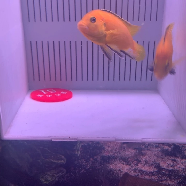 b***x海水鱼直播51号2条