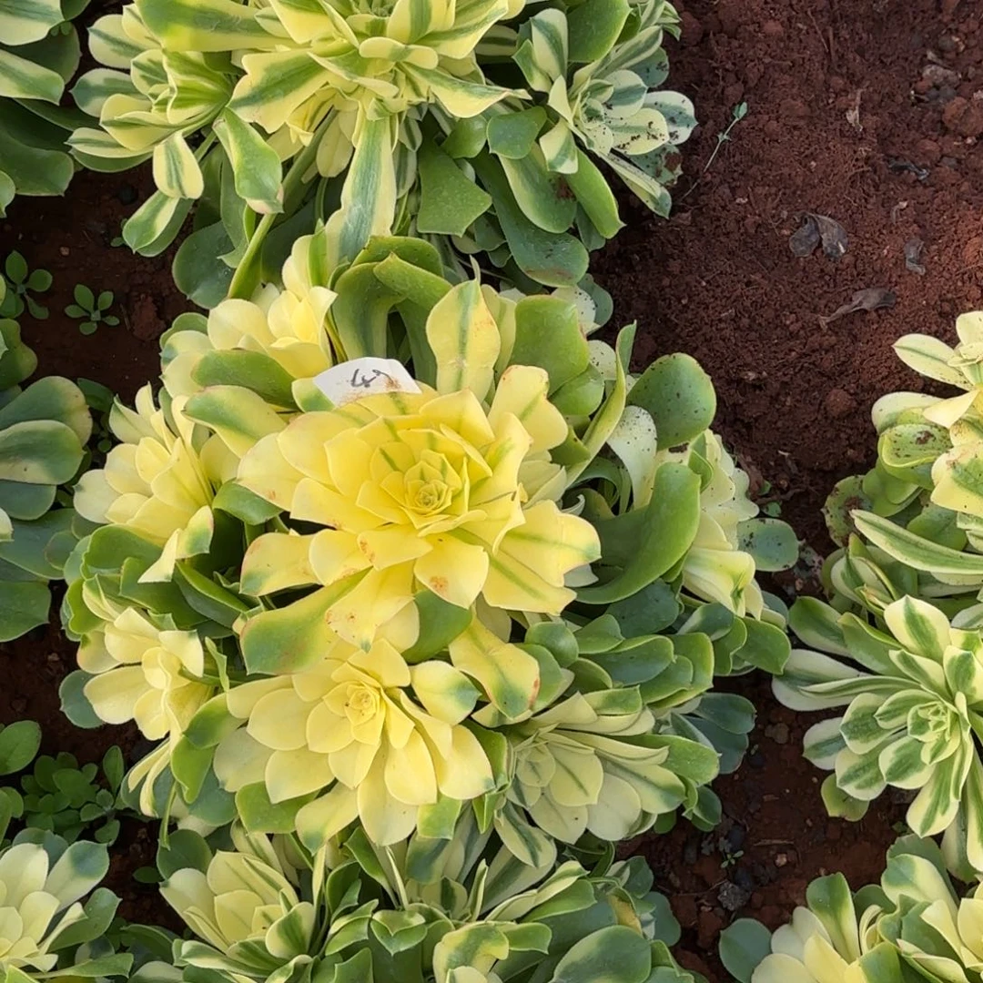 云南多肉植物辛尼亚